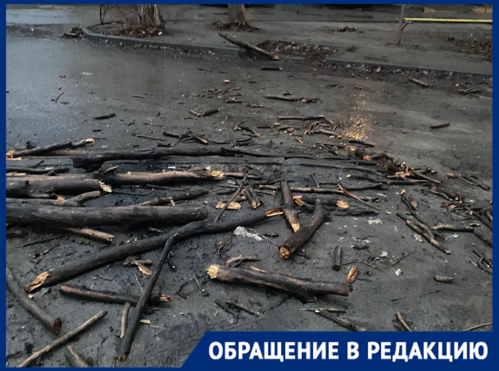 Рухнувшее дерево проломило машины в Волгограде Рухнувшее дерево проломило машины в Волгограде