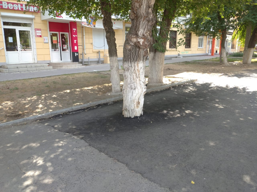 Дерево закатали в асфальт при реконструкции дороги в Волгограде Дерево закатали в асфальт при реконструкции дороги в Волгограде