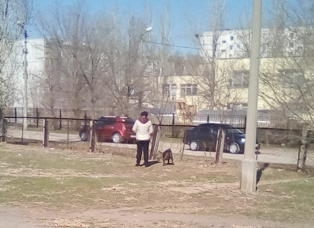Волжан испугала бабушка с питбулем на школьном дворе Волжан испугала бабушка с питбулем на школьном дворе