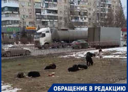 «Собаки дремлют, как и администрация»: стая животных оккупировала главный бульвар юга Волгограда «Собаки дремлют, как и администрация»: стая животных оккупировала главный бульвар юга Волгограда