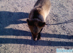В Волгограде по улице гуляет живой медведь В Волгограде по улице гуляет живой медведь
