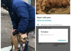 Породистую собаку вышвырнули на улицу из-за неудачных попыток продать ее в Волгограде Породистую собаку вышвырнули на улицу из-за неудачных попыток продать ее в Волгограде
