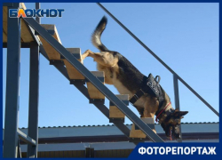 Следить за порядком и искать взрывчатку будет своя конная полиция и кинологическая служба в Волгограде Следить за порядком и искать взрывчатку будет своя конная полиция и кинологическая служба в Волгограде