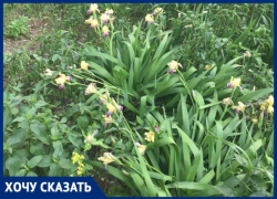 В центре Волгограда жильцы больше 40 лет благоустраивали двор: УК обрекла растения умирать В центре Волгограда жильцы больше 40 лет благоустраивали двор: УК обрекла растения умирать