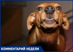 «Пока чиновники экономят, на людей нападают в центре города»: в городе распоясались бездомные собаки «Пока чиновники экономят, на людей нападают в центре города»: в городе распоясались бездомные собаки