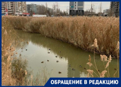 Состоянием озера с утками у ТРК «Парк Хаус» обеспокоен житель Волгограда Состоянием озера с утками у ТРК «Парк Хаус» обеспокоен житель Волгограда