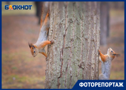 Тайную жизнь белок на Мамаевом кургане показал фотограф из Волгограда Тайную жизнь белок на Мамаевом кургане показал фотограф из Волгограда
