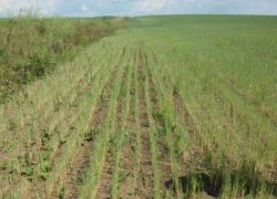 Урожай-2012 под угрозой Урожай-2012 под угрозой