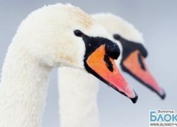 В Волгоградской области лебедя спасли от морозов и одиночества В Волгоградской области лебедя спасли от морозов и одиночества