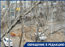 Волгоградские мамочки с колясками бьют тревогу: свисающая над дорогой ветка может рухнуть на головы в любой момент Волгоградские мамочки с колясками бьют тревогу: свисающая над дорогой ветка может рухнуть на головы в любой момент