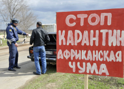 В регионе обнаружен седьмой очаг африканской чумы свиней В регионе обнаружен седьмой очаг африканской чумы свиней