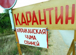 В Волгоградской области обнаружена новая вспышка чумы свиней В Волгоградской области обнаружена новая вспышка чумы свиней