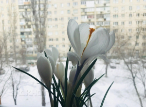 Теплом до+15ºС и ярким солнцем порадует волгоградцев Пасха Теплом до+15ºС и ярким солнцем порадует волгоградцев Пасха