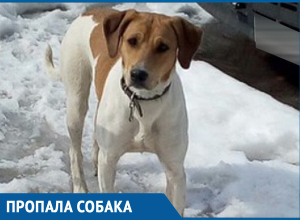 Найдена русская пегая гончая Найдена русская пегая гончая