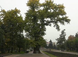 Тополя-клоны высадят во всех районах Волгоградской области Тополя-клоны высадят во всех районах Волгоградской области