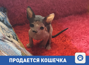 Продам кошечку-сфинкса Продам кошечку-сфинкса