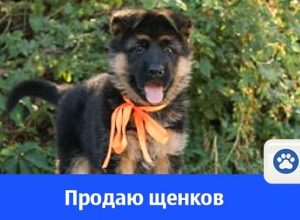 Продаются щенки немецкой овчарки Продаются щенки немецкой овчарки