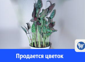 Продается цветок, который шевелит листьями Продается цветок, который шевелит листьями