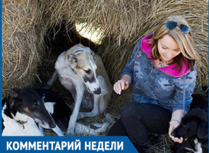 Собаки в стаях опасны, а отстрел в Волгограде не дает результата, - Анжела Макарова Собаки в стаях опасны, а отстрел в Волгограде не дает результата, - Анжела Макарова