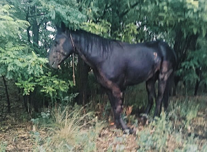 Волгоградцы пытаются спасти покалеченного в ДТП молодого коня Волгоградцы пытаются спасти покалеченного в ДТП молодого коня