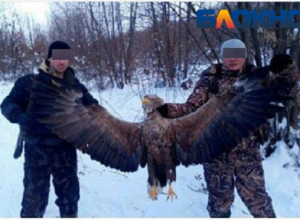 Полицейский похвастался в соцсетях убийством краснокнижного орлана в Серафимовичском районе Полицейский похвастался в соцсетях убийством краснокнижного орлана в Серафимовичском районе