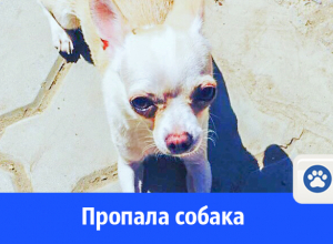 Не можем найти чихуахуа Не можем найти чихуахуа