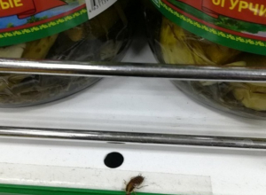 Таракан позирует для фото на полке продуктового магазина в Волгограде Таракан позирует для фото на полке продуктового магазина в Волгограде