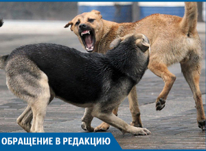 Пенсионерка серьезно пострадала после атаки собак на севере Волгограда Пенсионерка серьезно пострадала после атаки собак на севере Волгограда