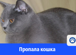 Пропала красавица-британка Пропала красавица-британка