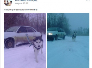 Волгоградец заставил собаку взять на буксир автомобиль Волгоградец заставил собаку взять на буксир автомобиль