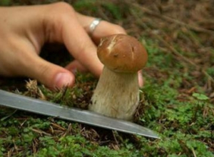 «Тихий охотник» умер от отравления грибами под Волгоградом