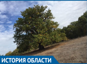 Дуб на острове Сарпинский официально признан самым древним деревом Волгоградской области Дуб на острове Сарпинский официально признан самым древним деревом Волгоградской области
