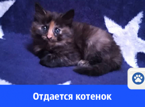 Кому ласковую маленькую кошку? Кому ласковую маленькую кошку?
