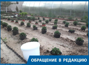 Во всех долгах он обвиняет нас, списывает на то, что кто-то из жителей не заплатил по счетам, - волгоградка о председателе СНТ Во всех долгах он обвиняет нас, списывает на то, что кто-то из жителей не заплатил по счетам, - волгоградка о председателе СНТ
