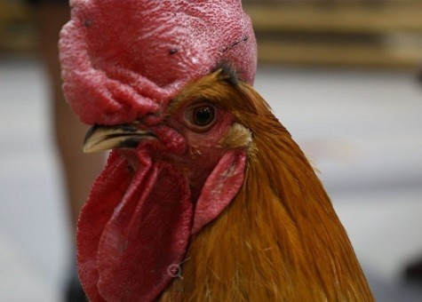 Волгоградский петух-оракул дал прогноз на исход матча между Исландией и Нигерией Волгоградский петух-оракул дал прогноз на исход матча между Исландией и Нигерией