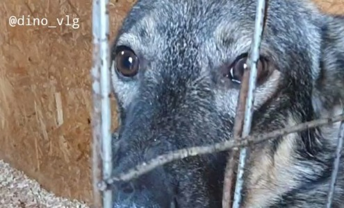 Преданный хозяевами пес два дня отказывался от еды и дождался возвращения своего человека Преданный хозяевами пес два дня отказывался от еды и дождался возвращения своего человека