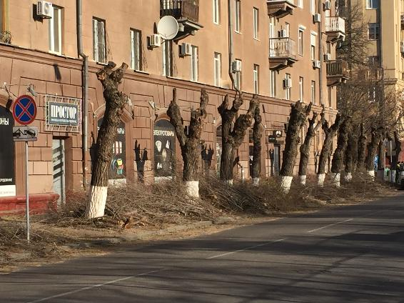 На центральной набережной Волгограда уничтожают деревья На центральной набережной Волгограда уничтожают деревья