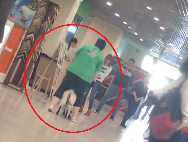 Скачущая по торговому центру козочка Маня попала на видео в Волгограде Скачущая по торговому центру козочка Маня попала на видео в Волгограде