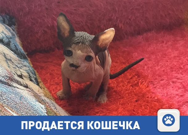 Продам кошечку-сфинкса Продам кошечку-сфинкса