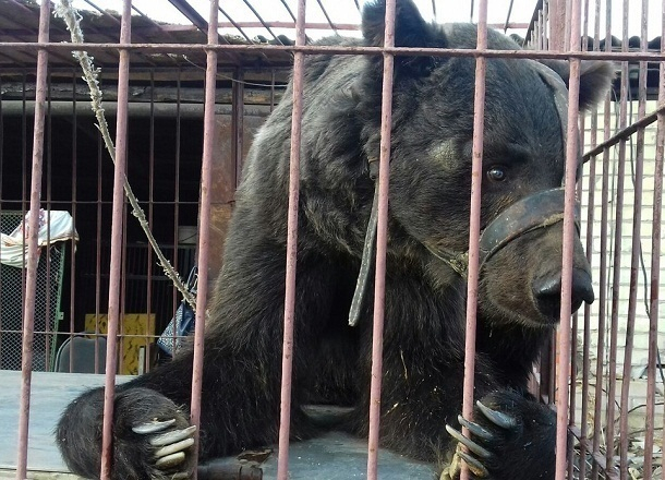 В Волгограде собирают матпомощь для медведя-пенсионера В Волгограде собирают матпомощь для медведя-пенсионера
