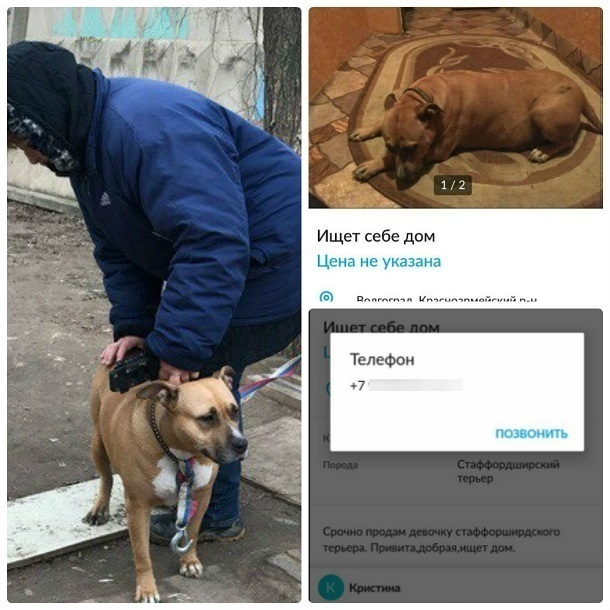 Породистую собаку вышвырнули на улицу из-за неудачных попыток продать ее в Волгограде Породистую собаку вышвырнули на улицу из-за неудачных попыток продать ее в Волгограде
