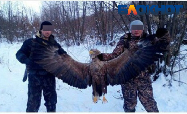 Полицейский похвастался в соцсетях убийством краснокнижного орлана в Серафимовичском районе Полицейский похвастался в соцсетях убийством краснокнижного орлана в Серафимовичском районе