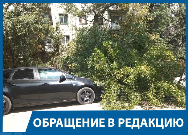 Рухнувший на автомобиль тополь чуть не убил парня на юге Волгограда Рухнувший на автомобиль тополь чуть не убил парня на юге Волгограда