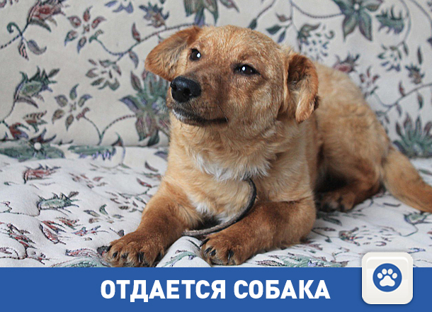 Понимающий Персик ищет своего хозяина с квартирой Понимающий Персик ищет своего хозяина с квартирой