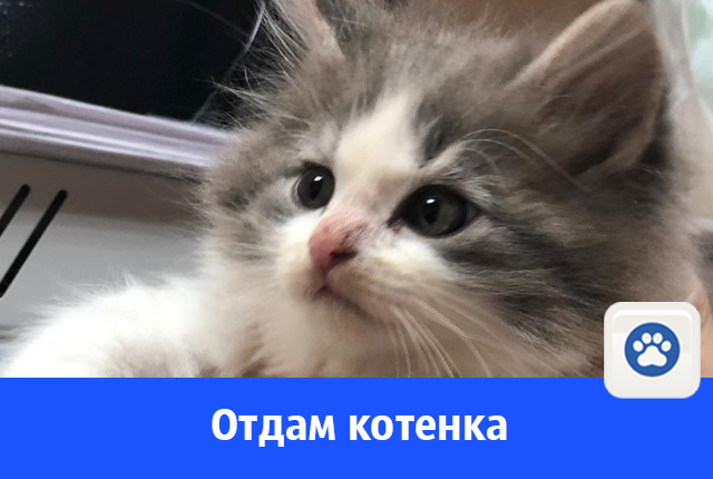 Федор ищет дом и заботливую хозяйку Федор ищет дом и заботливую хозяйку