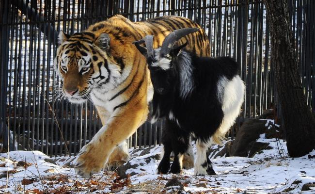 Волгоградка подарила тигру Амуру на День рождения песню в стиле шансон