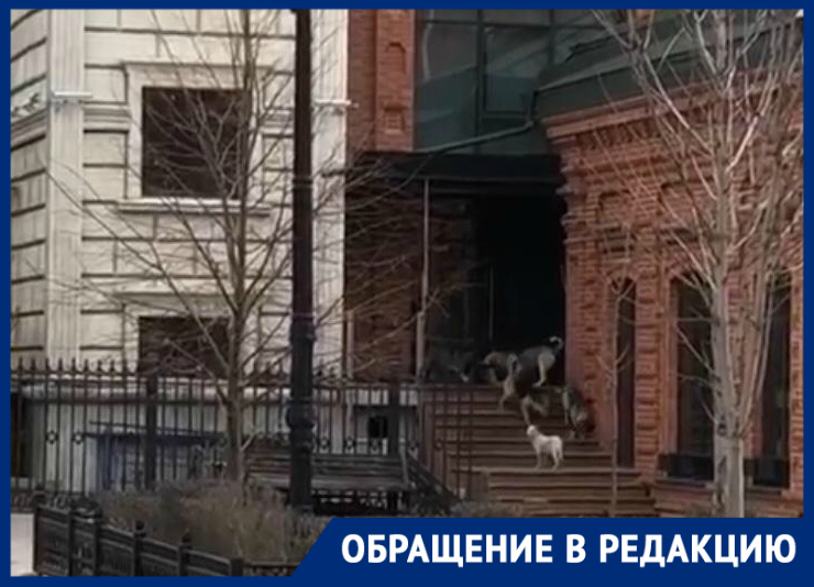 На видео бездомные собаки беспокоят жителей Ворошиловского района На видео бездомные собаки беспокоят жителей Ворошиловского района