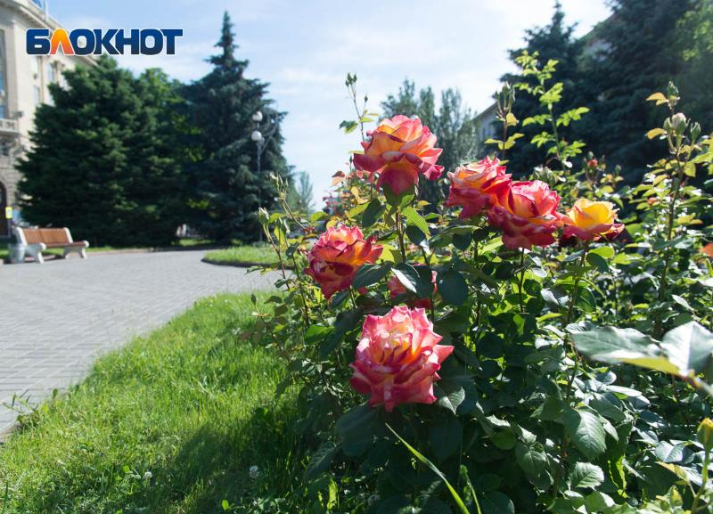 Днем до +34: в Волгограде в воскресенье очень жарко Днем до +34: в Волгограде в воскресенье очень жарко