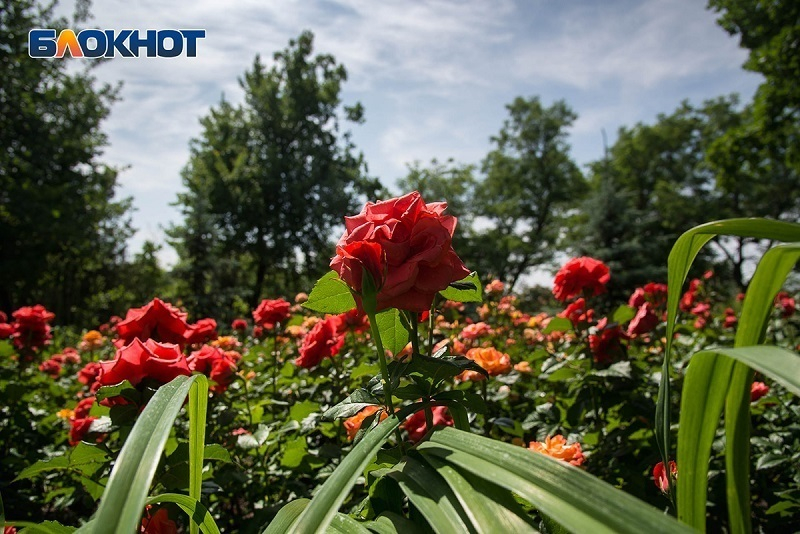 Гроза с жарой до +30°C настигнут жителей Волгограда и области Гроза с жарой до +30°C настигнут жителей Волгограда и области