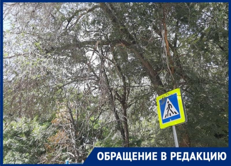 На грязную дорогу и массовый сухостой рядом с медколледжем и школой №34 жалуются волгоградцы На грязную дорогу и массовый сухостой рядом с медколледжем и школой №34 жалуются волгоградцы